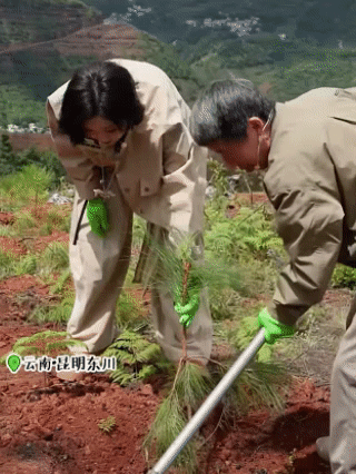 希林娜依高开辟逆应援新赛道 希林娜依·高以绿色公益开逆应援新赛道，直播种云南松亲