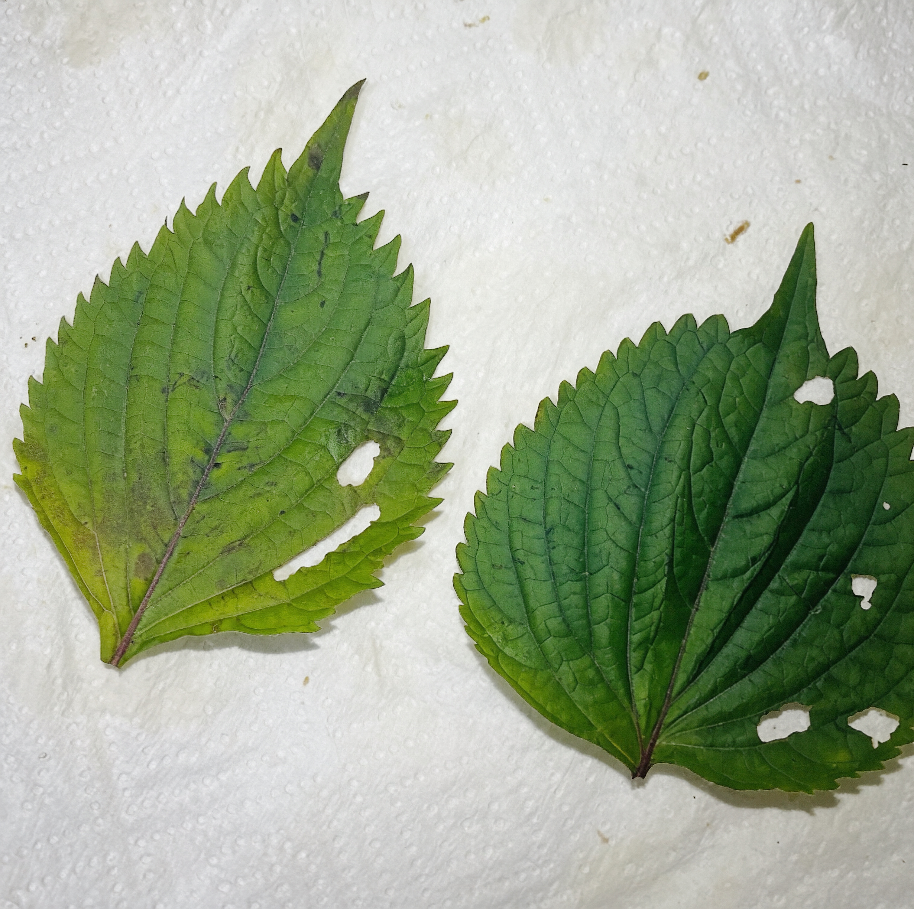 选修了一节魔药课，知道炮制的药材食材为啥那么贵了，真的很费人工，成品率还少得可怜