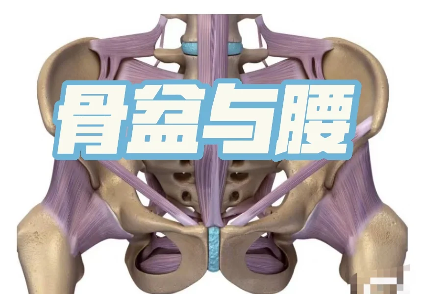骨盆与腰