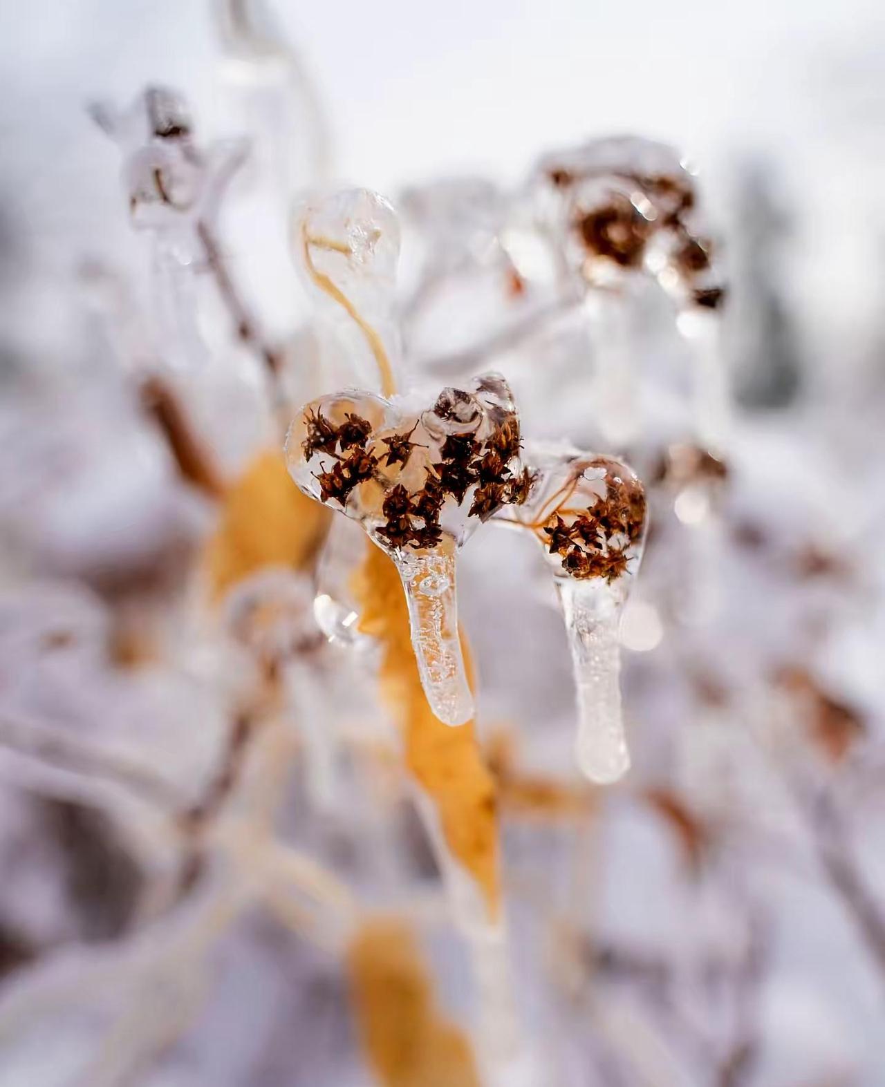谁还记得六年前那场专属于长春的浪漫天气。翻到这组照片的时候，2020年11月长春