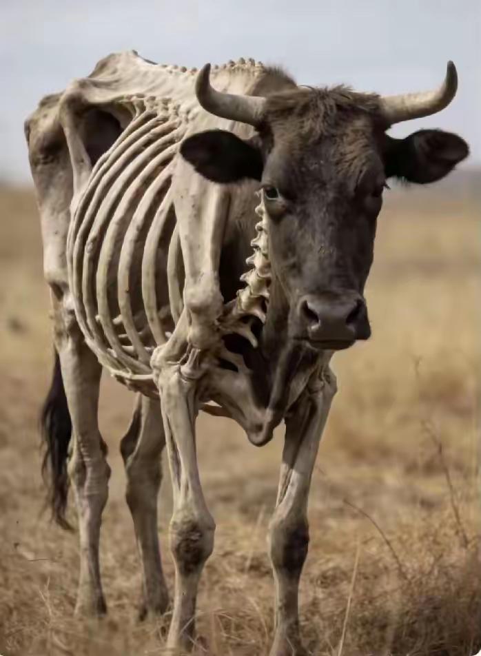 牛市[捂脸][捂脸][捂脸]