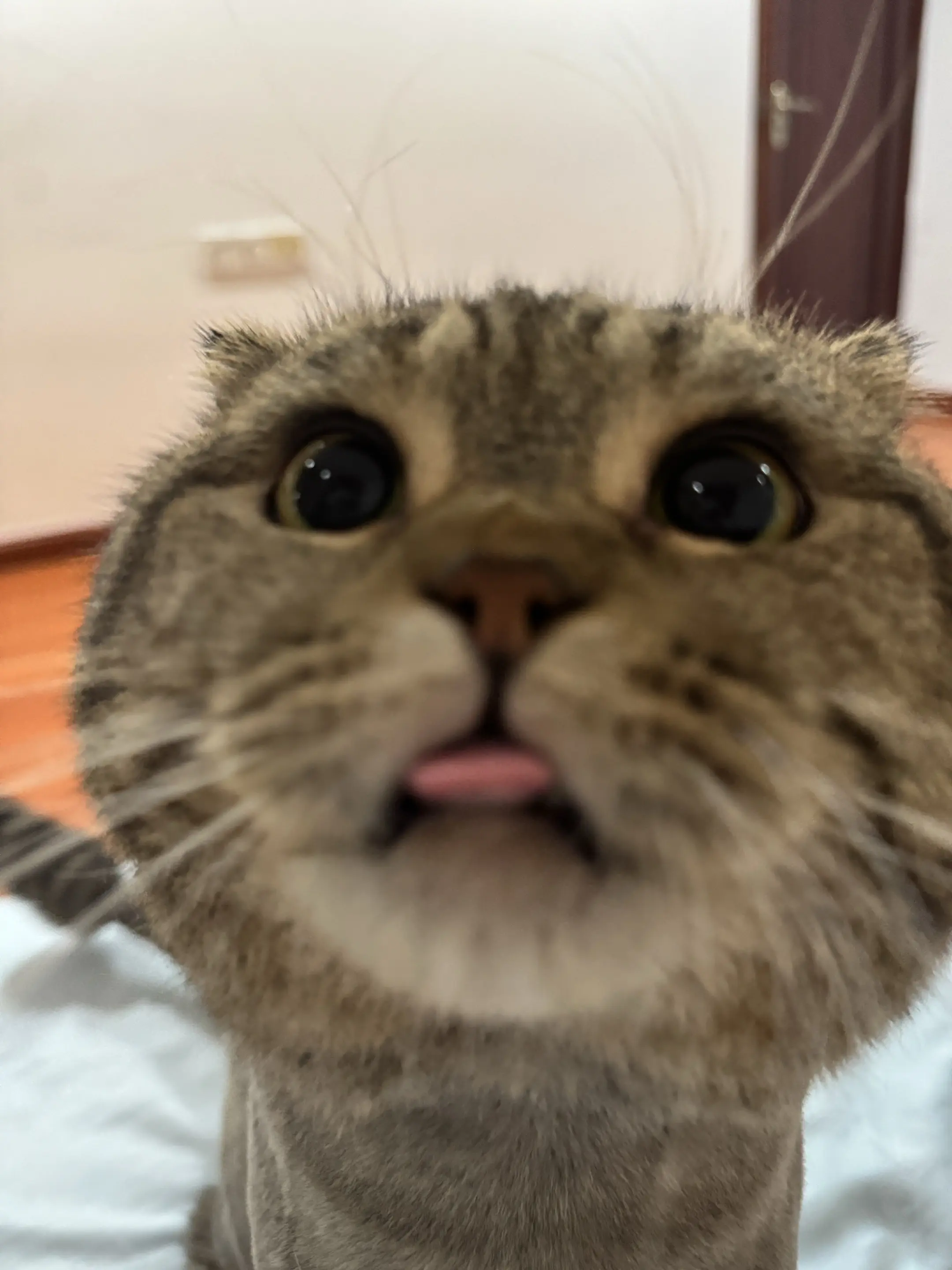 此物 略萌。
