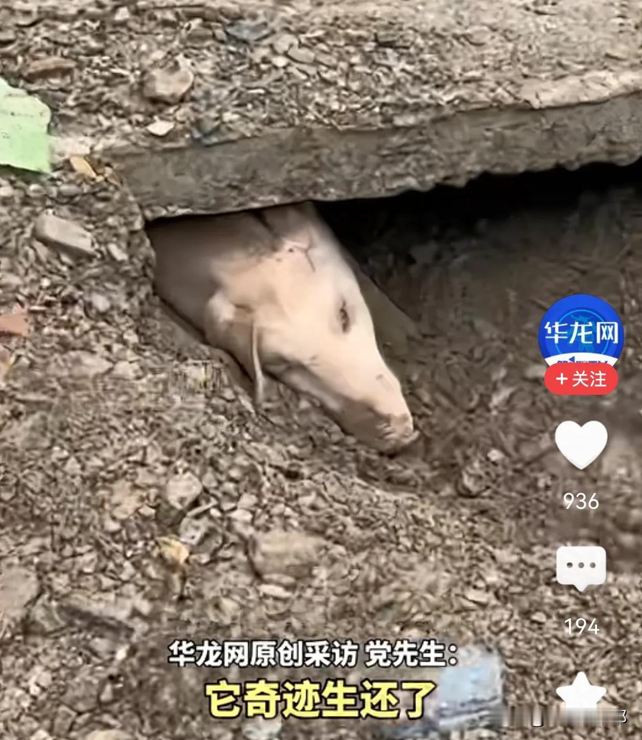 陕西商洛，之前8月5日突发泥石流。

村民党先生家的两头猪，猪二跑出来了，猪大没