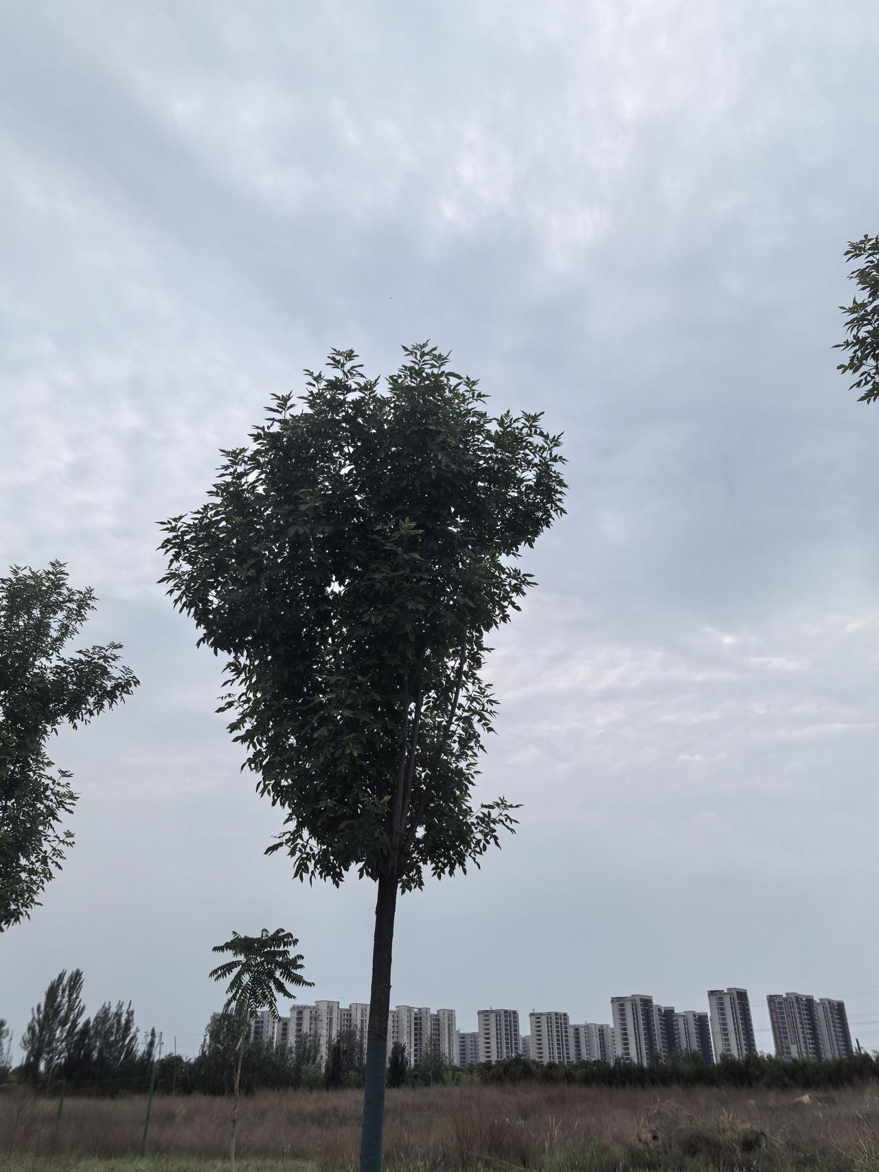 绿树依稀见，楼阁隐约间。