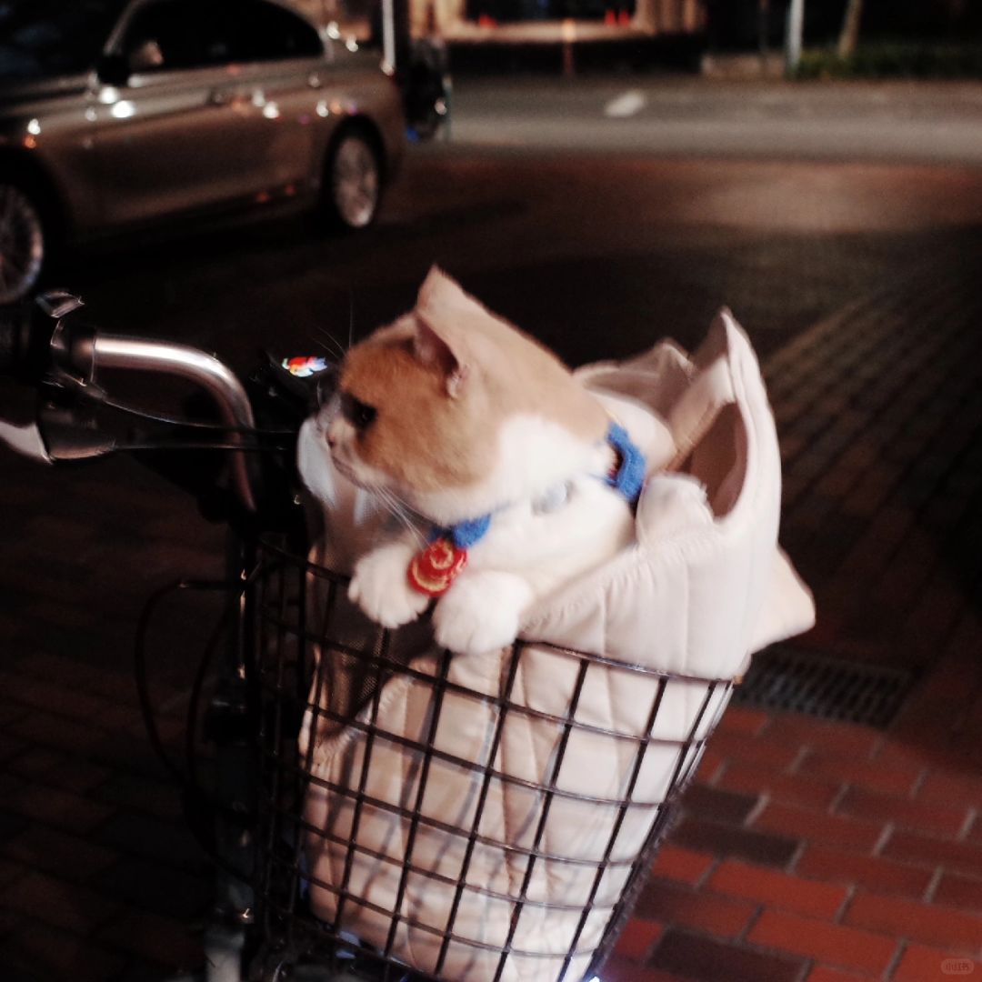 买菜小猫