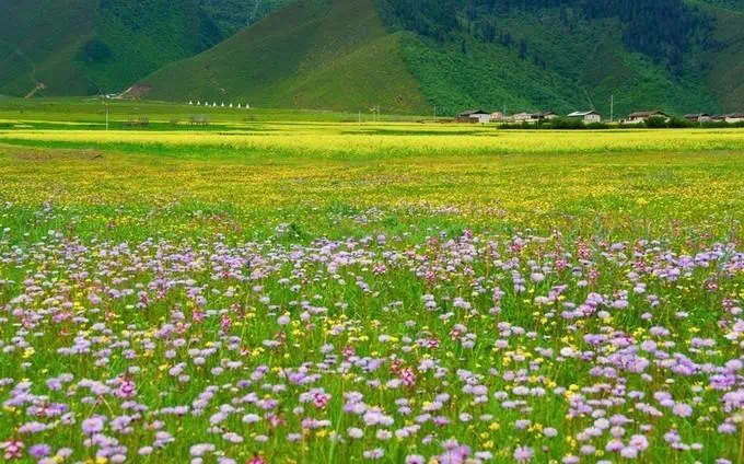 香格里拉花海｜雪山斑斓映衬的花海 ​​​