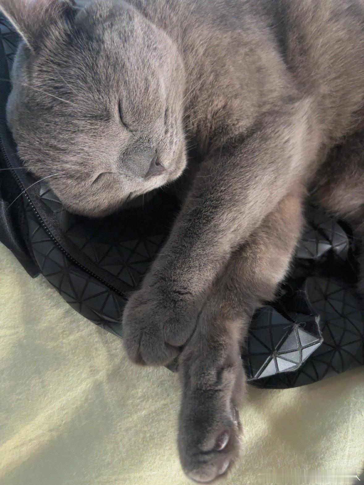 你家猫也会丑成这样吗 