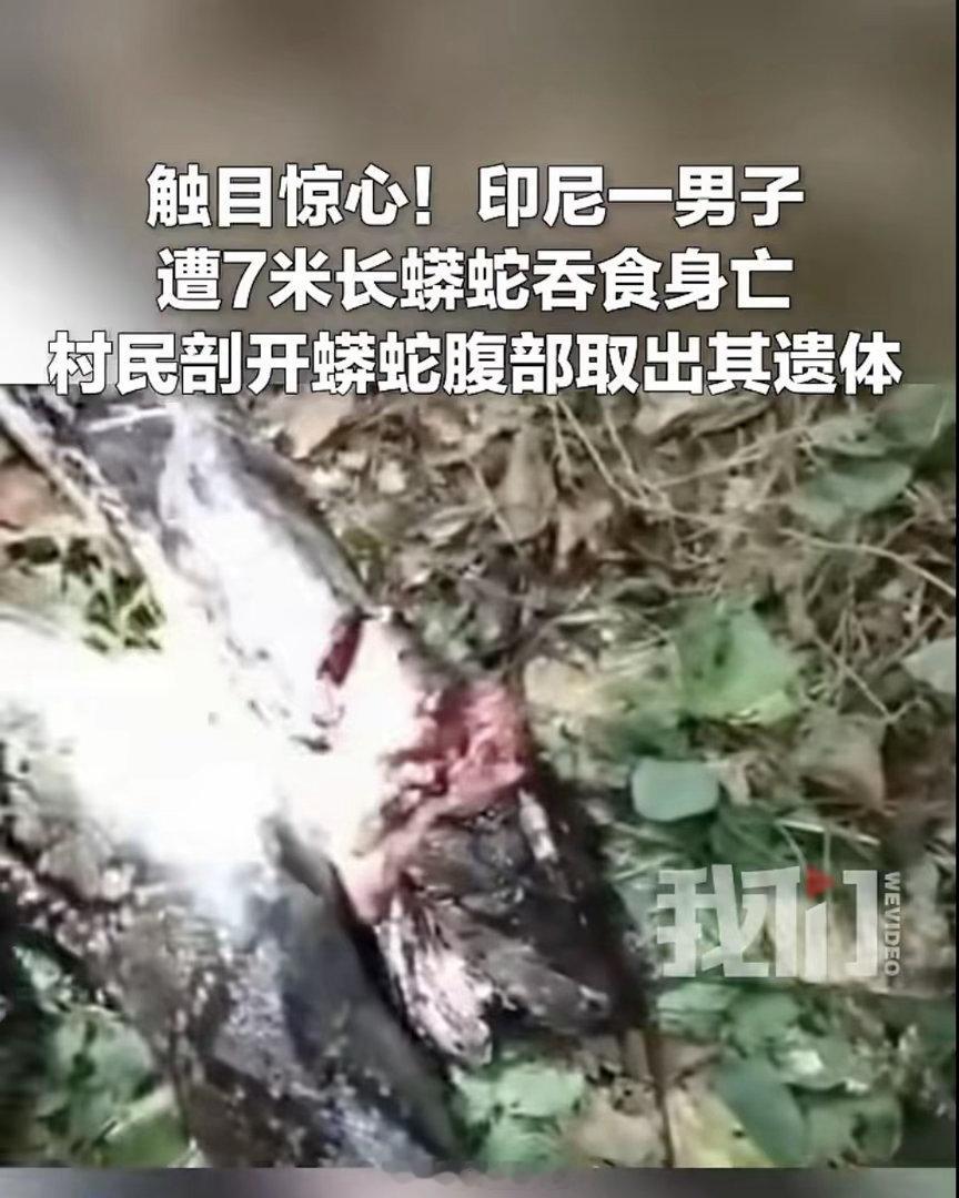 印尼一男子遭7米长蟒蛇吞食身亡印度尼西亚北马鲁古省40岁男性农民在回家途中遭一条