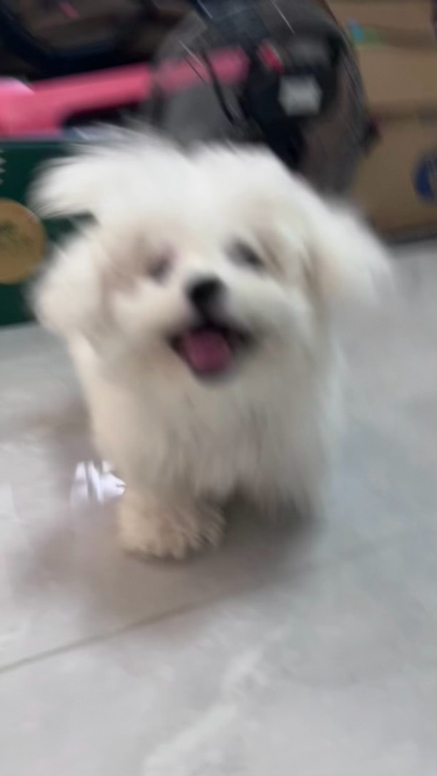 61臭烘烘 