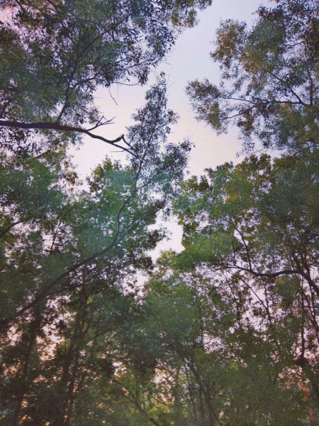 无人岛现巨大垃圾天坑 昨天傍晚去附近的一个绿道，没想到几个小山峰上都是垃圾遍地，