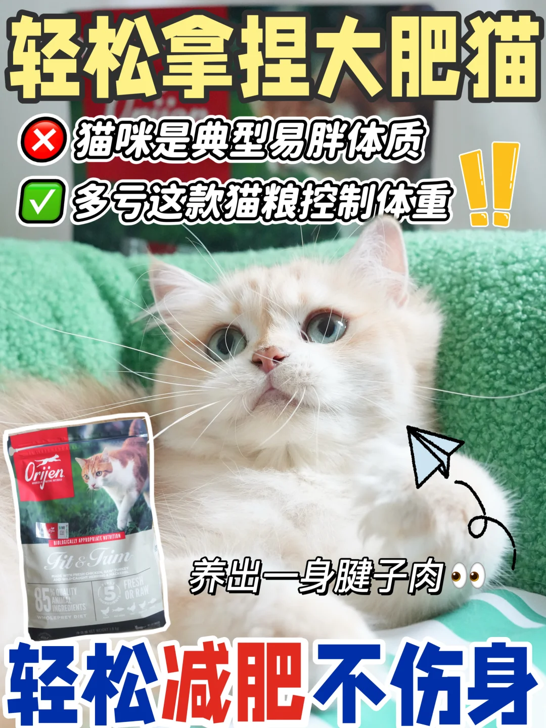 轻松拿捏大肥猫，吃这款猫粮减肥不伤身