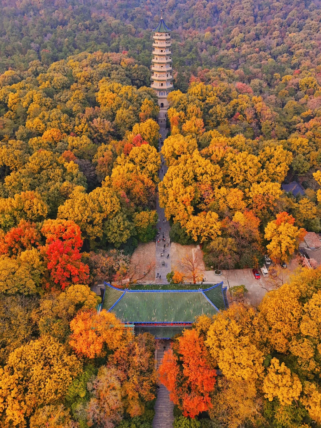 以为南京梧桐大道够美了！直到去了…live😭