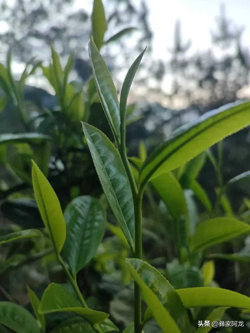 农家老树茶（40-60年茶龄，)哀牢山新春茶，2025年老树春茶、普洱茶生茶，高