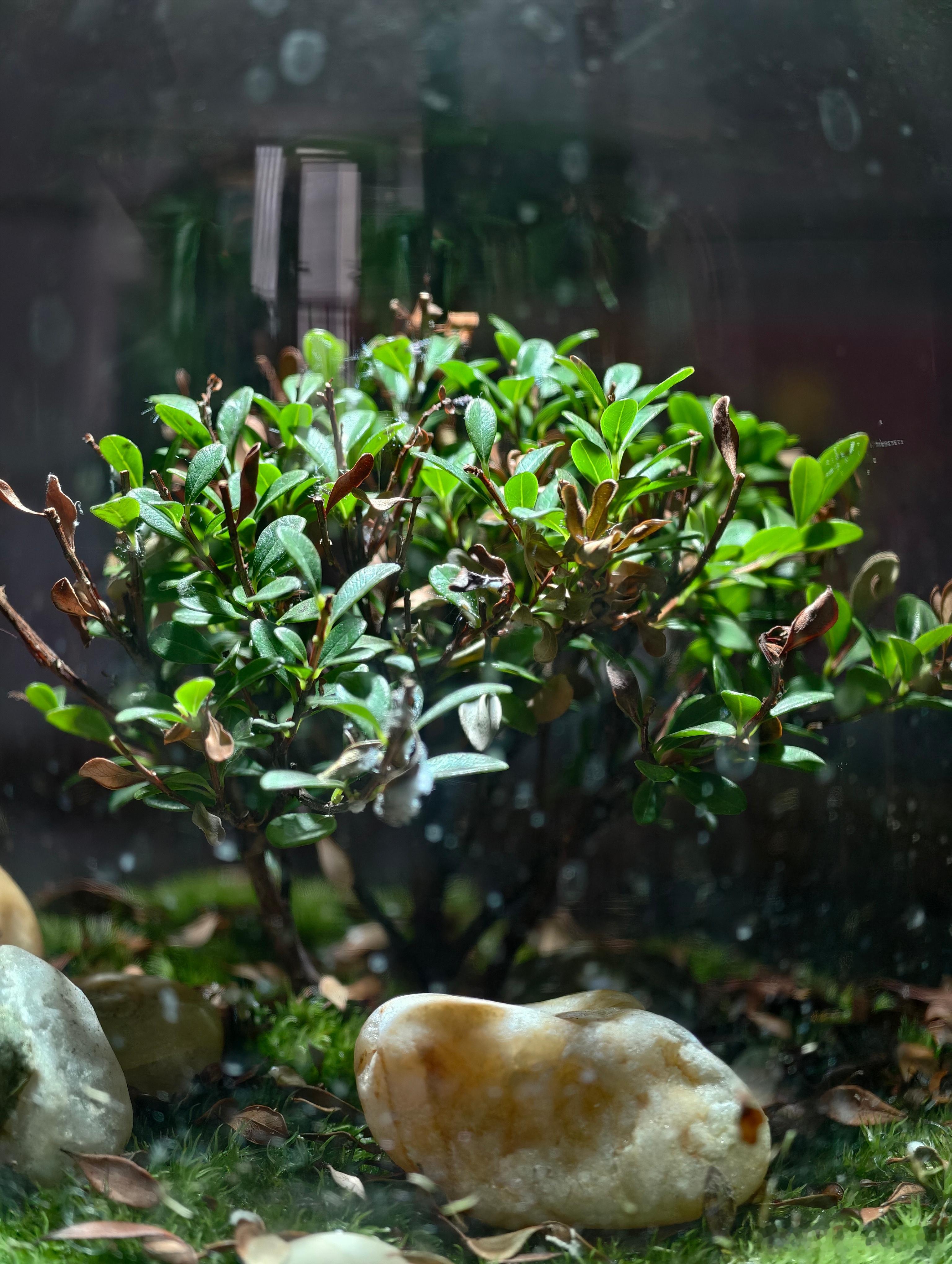 我栽的小树发了新芽，今天肯定有好事难道是我的5N已经运到成都了吗 成都