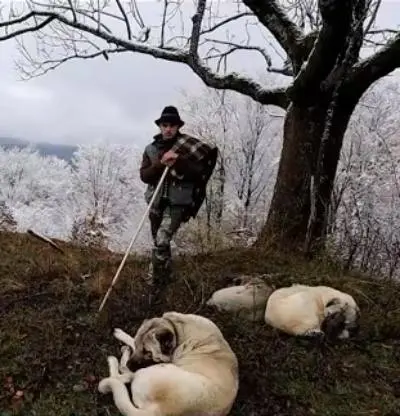 我可以转而与动物为伍， 它们平和而知足， 它们没有焦虑，也不抱怨处境...