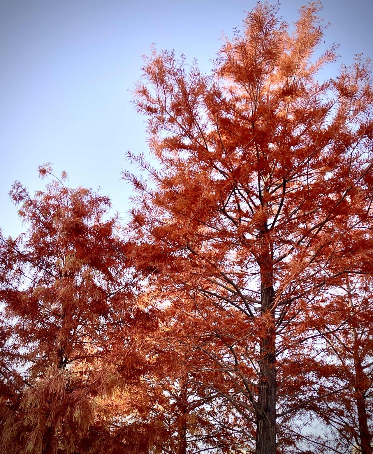 这个时节门前的水衫也好美？

         这几张照片是今天上午在家门口的小
