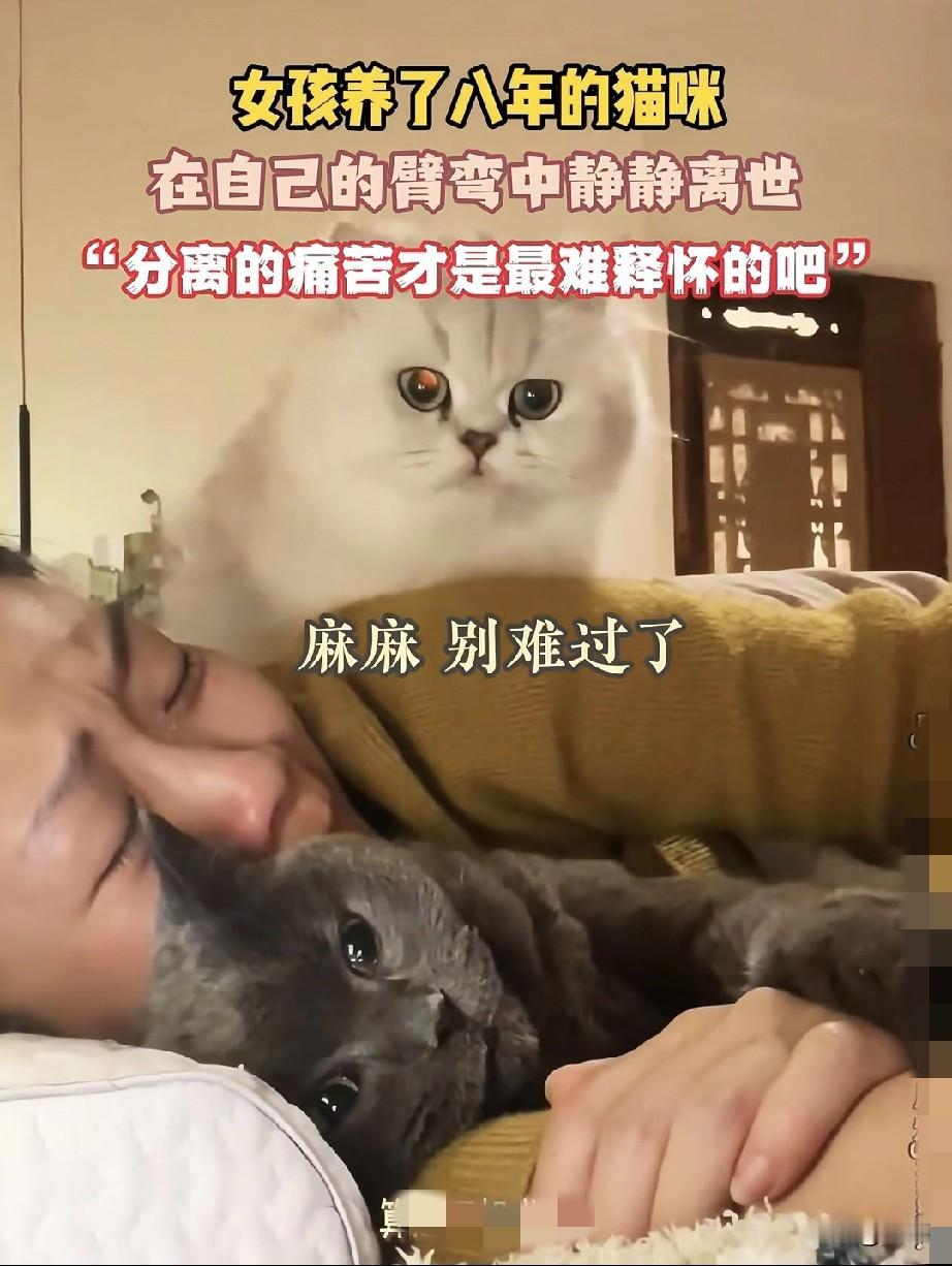 泪目了！一位小姐姐养了一黑一白两只猫咪，八年来一直非常疼爱它们，可最近那只黑色的