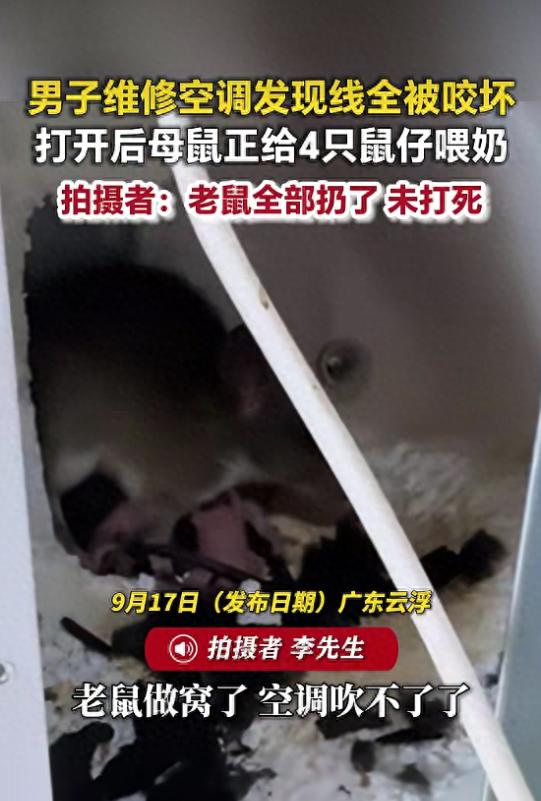 广东云浮，一名维修师傅上门为工厂检修空调时，发现一窝老鼠在空调里住了家，内部的线
