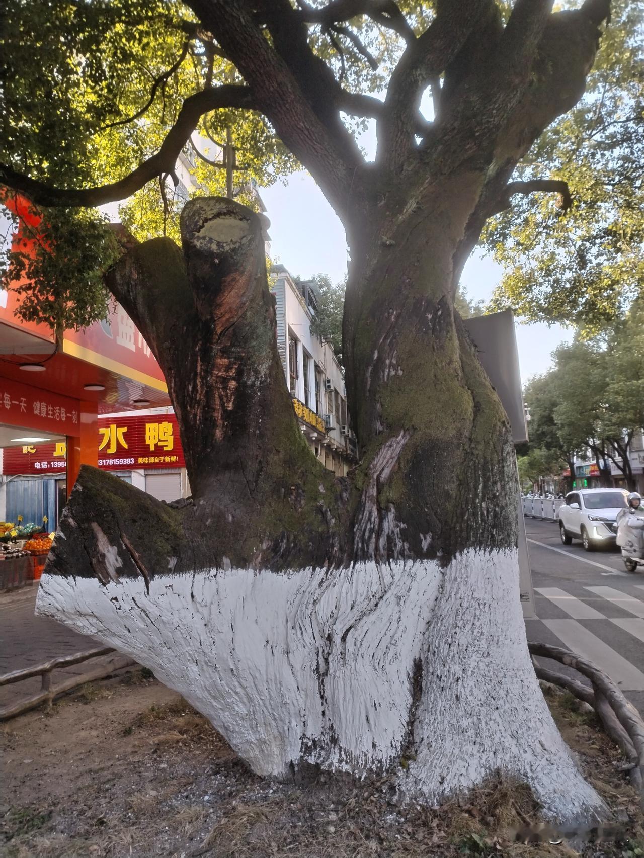 长汀人习惯说樟树兜下，西门外一棵老樟树，引起了我的回忆。

这棵老樟树岁月沧桑感