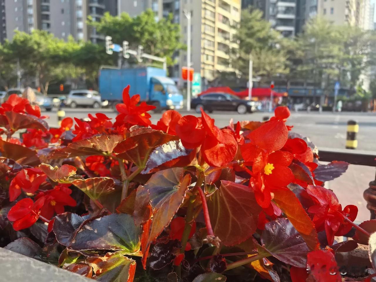 随手拍路边的花。马路边花槽里的鲜花，红得明艳照人，红得奔放不羁。