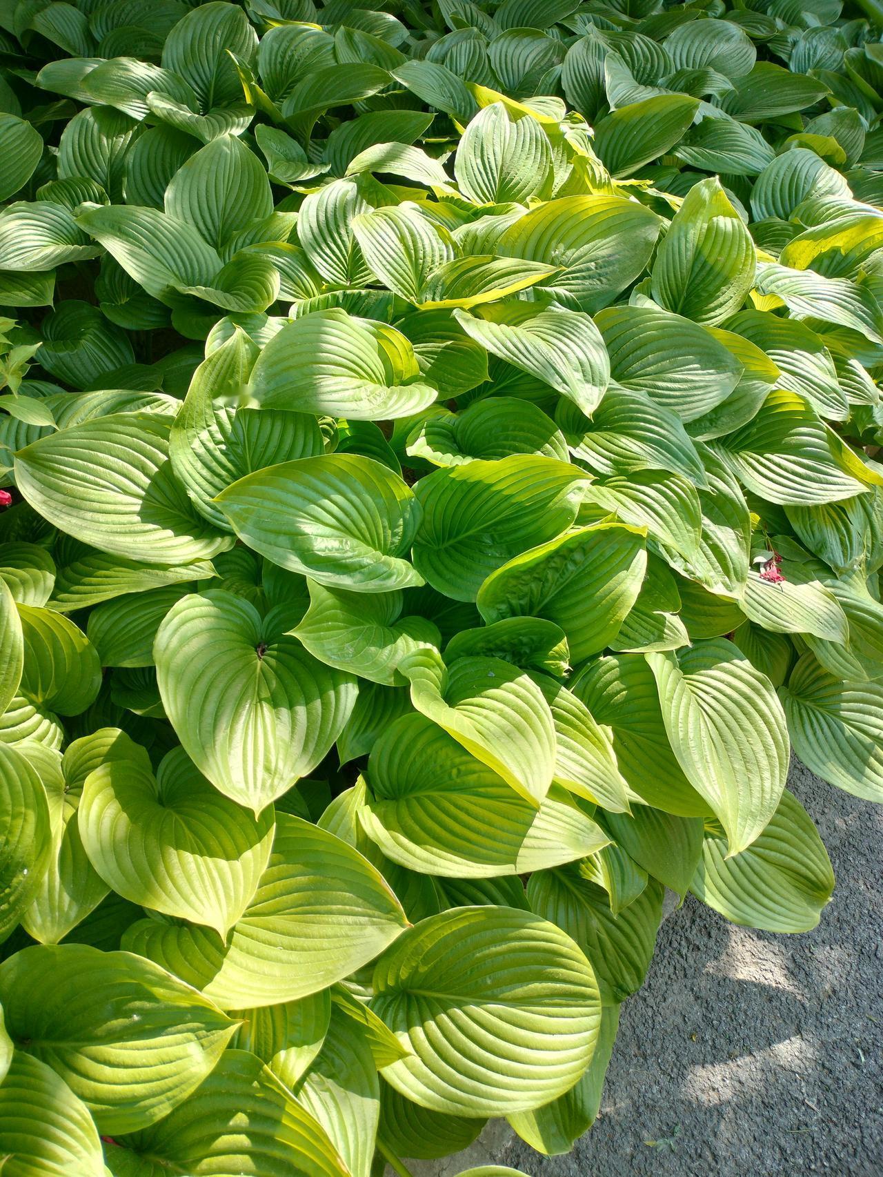 真心话茶局这个花非常好看，也好打理，可是，我们小区为啥就不种这样的花呢？