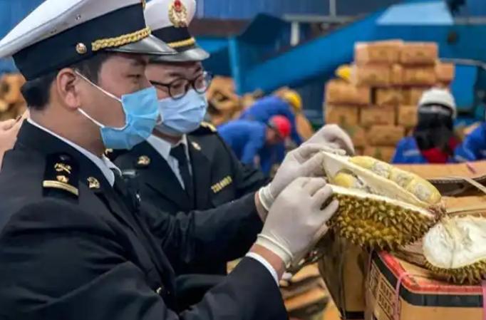 赚中国人钱还毒害中国人？泰国榴莲这事越挖越吓人，卖的贵就算了，毕竟有人爱吃，可谁