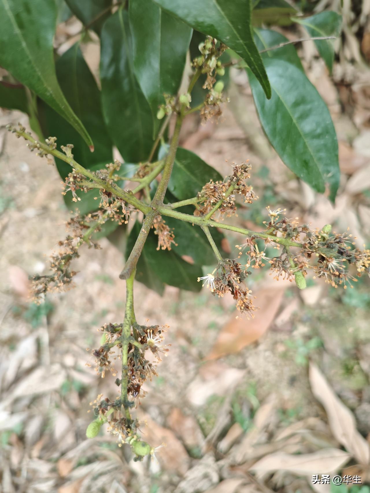 荔枝花期煤烟病爆发：别只杀菌，先断“粮”！
 
眼下是荔枝花成果期，不少果园花穗