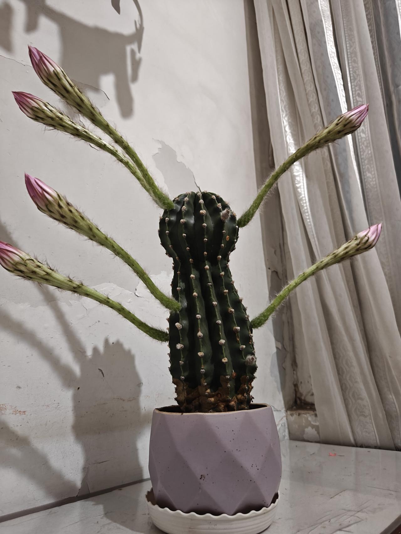 晒图笔记大赛六朵含苞待放的仙人球花，仙人球是一种非常神奇的花，第一是午夜盛开，第