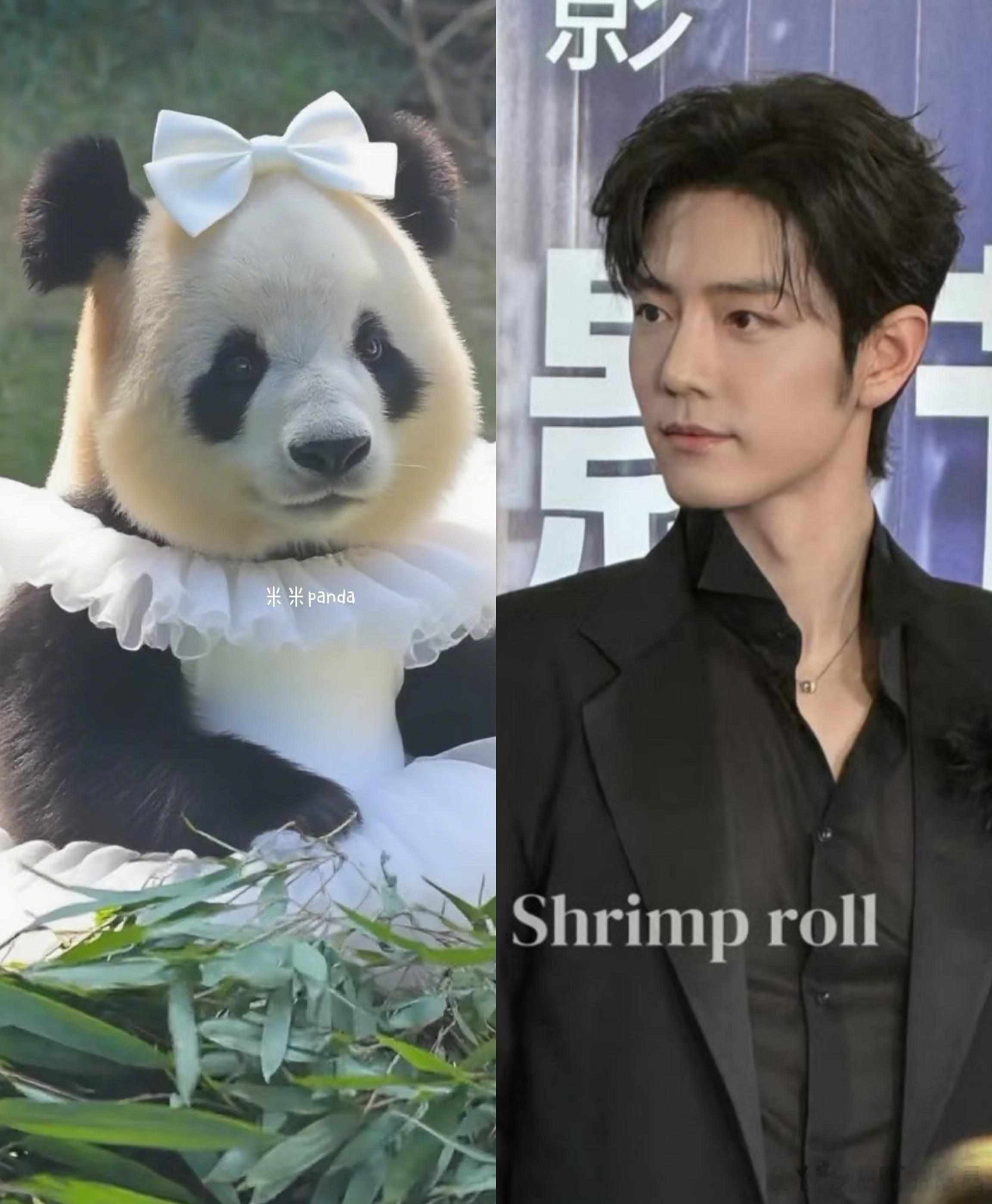 大熊猫萌妹飞云vs内娱顶流，哈哈哈，都是白白净净、笑起来很可爱的萌物 