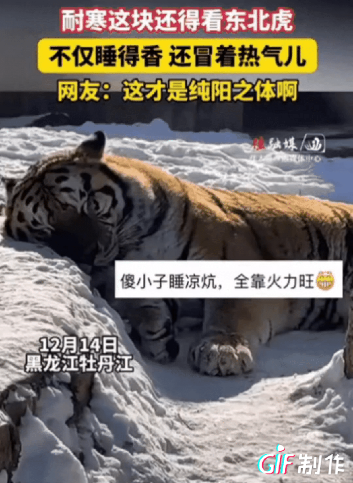 厉害了！零下二三十度的雪地，东北虎睡得直冒热气！
 
黑龙江一女子逛动物园，发现