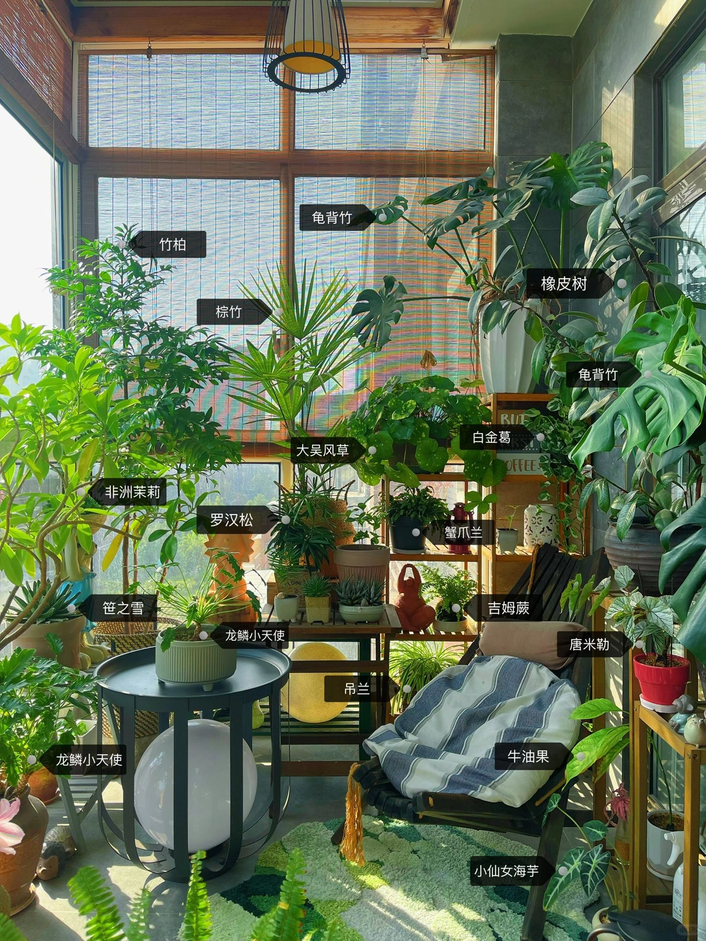 9m²小森林｜给大家分享我家阳台植物清单