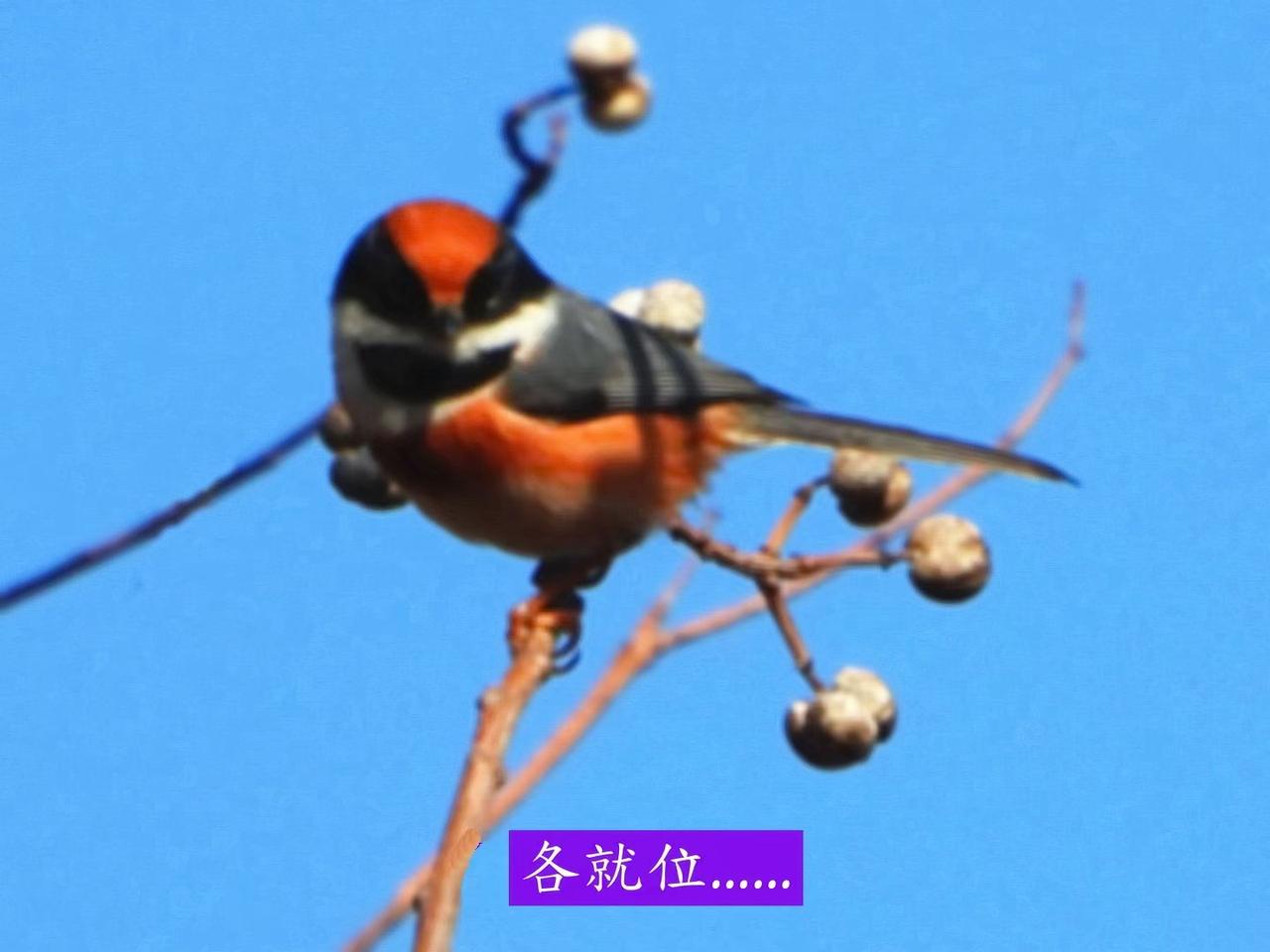 红头长尾山雀取食吃饱后，突然转身一跳，玩起了立定跳远。