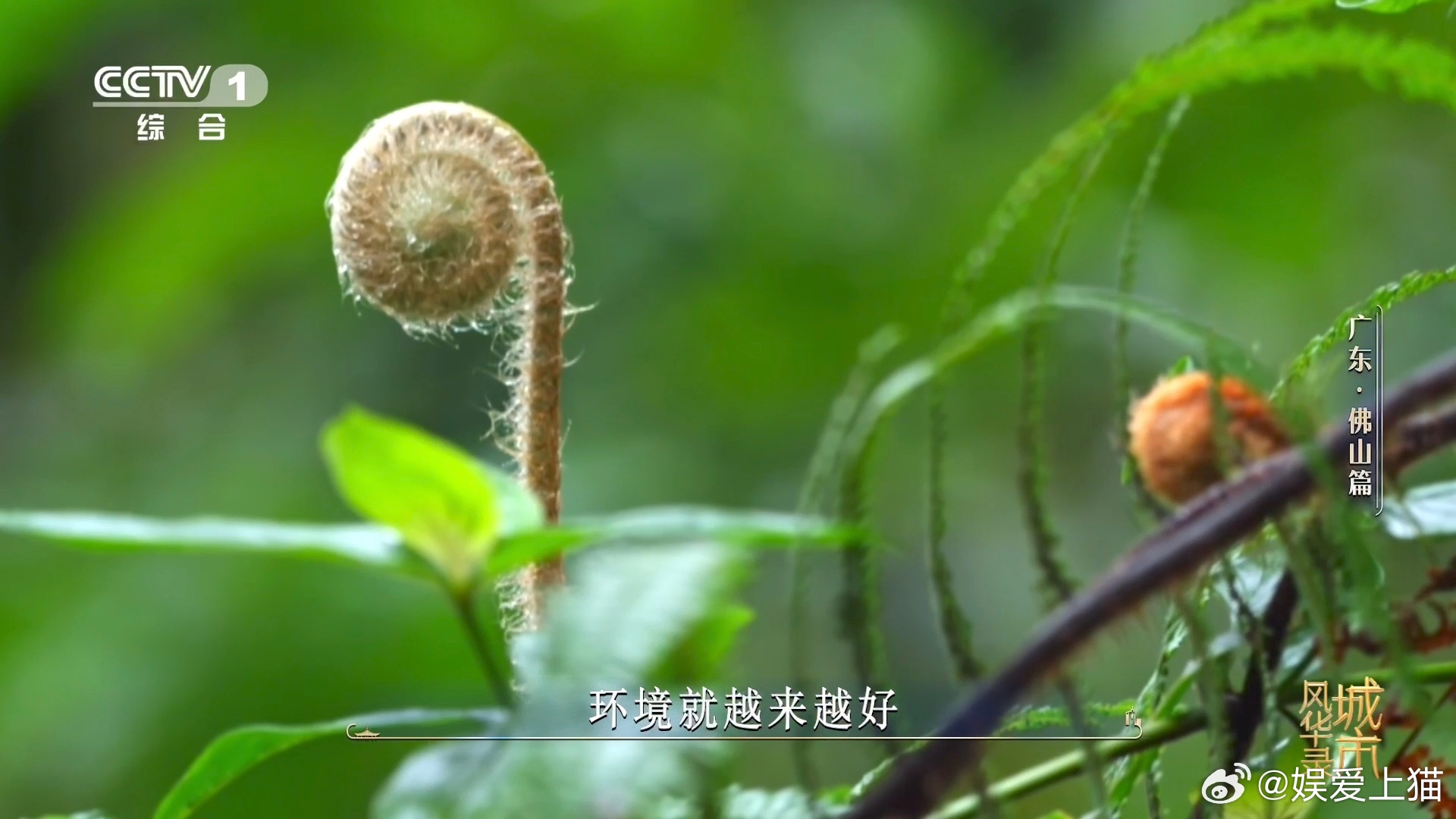 金毛狗是一种植物佛山在荒山种1000多万株树荒山千株万株栽新树，林下藏着珍贵金毛