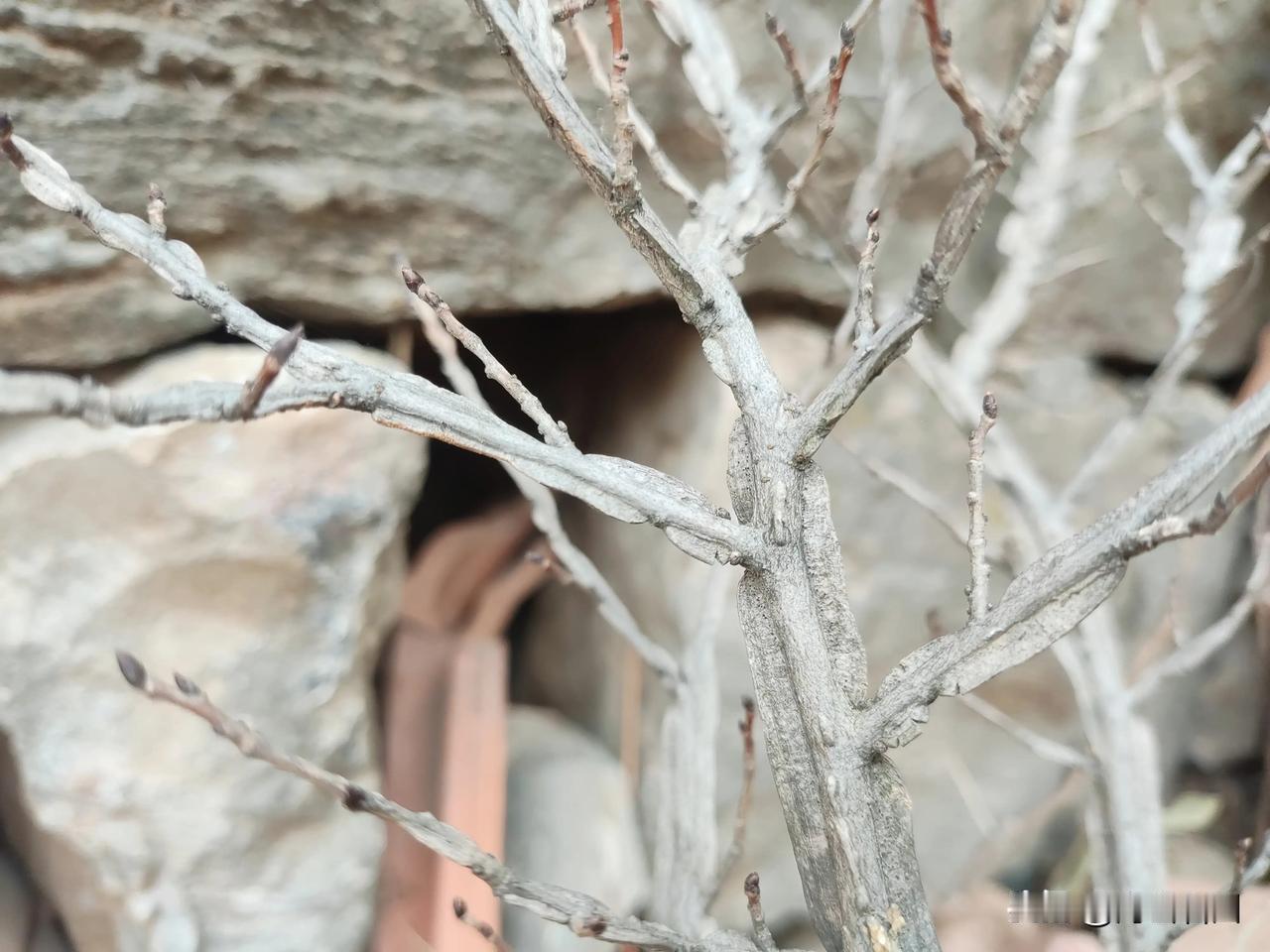 大山中偶遇这种奇异的植物，无论从颜色，枝条上看，它都和榆树差不多。唯一不一样的是