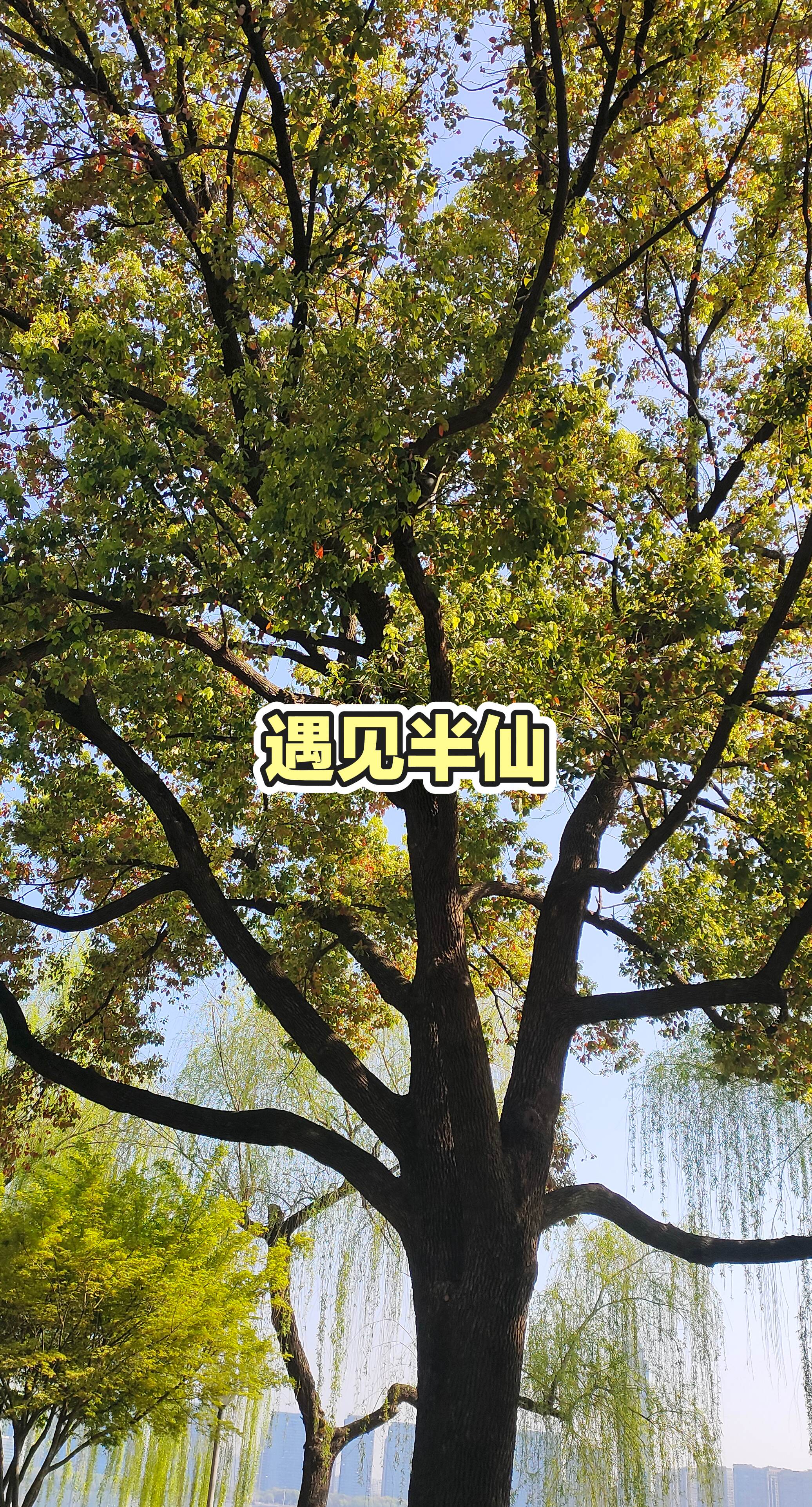 湖边树
