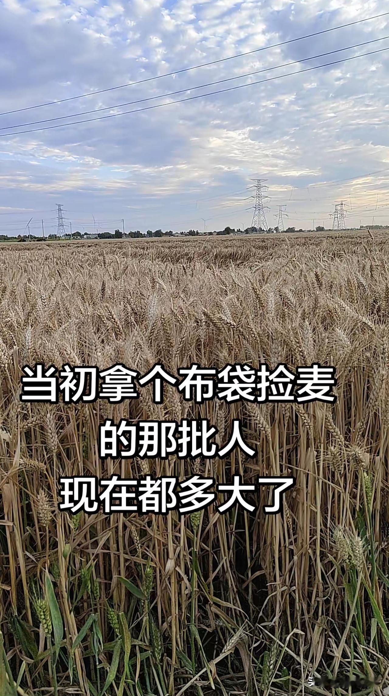 请问：当初拿个布袋捡麦的那批人现在都多大了？
麦子熟了，时间过的好快，一眨眼就是