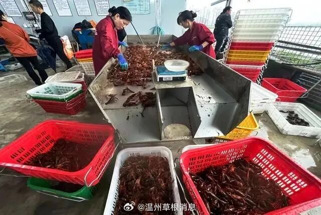 【昔日温州“夜宵顶流”卖不动了？】曾一虾难求的温州小龙虾今年遇冷：平阳湖屿基地均