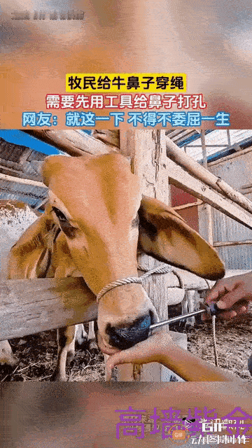 太揪心了。牛棚里，主人伸出左手轻轻抚摸着黄牛，黄牛毫不设防将嘴放在他手心上，不料