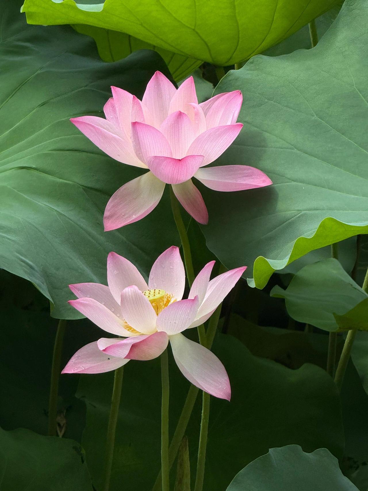 夏日荷花
今日天气多云
微风不燥
上班午休间隙
与同事相约
骑上电动车
来到公司