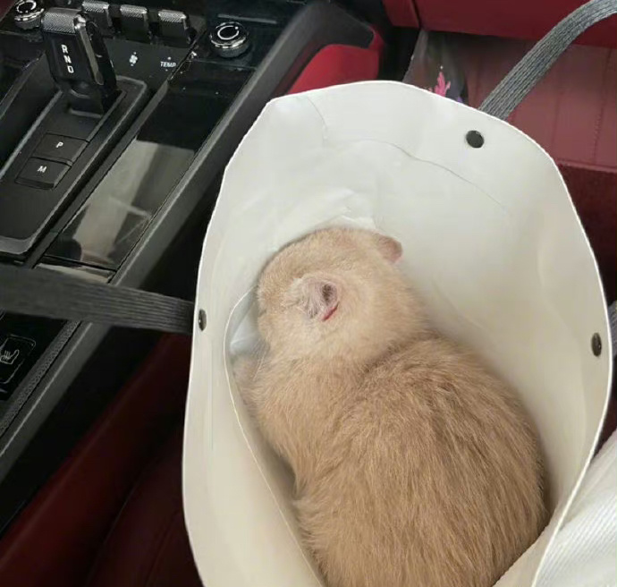 原来小猫咪也会有汗脚 ​​​
