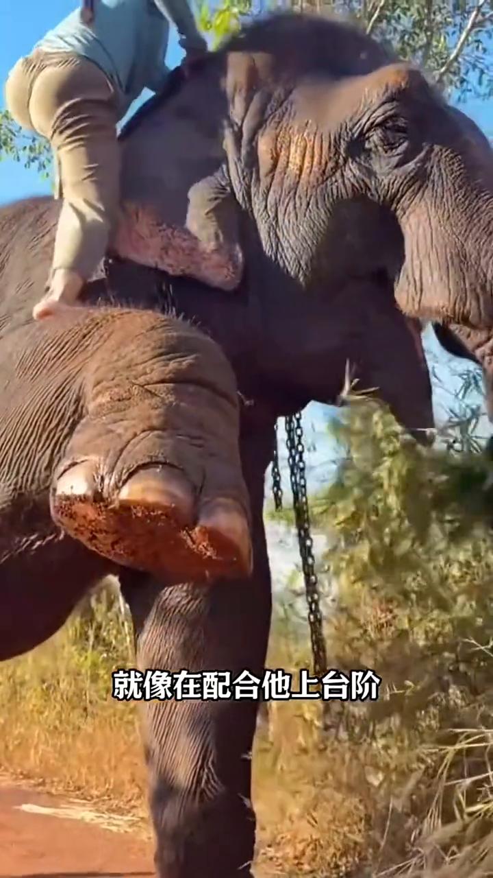 大家注意看，女子先轻轻踢了踢大象的脚，再把脚踩到关节拐弯的位置。你会发现大象几乎