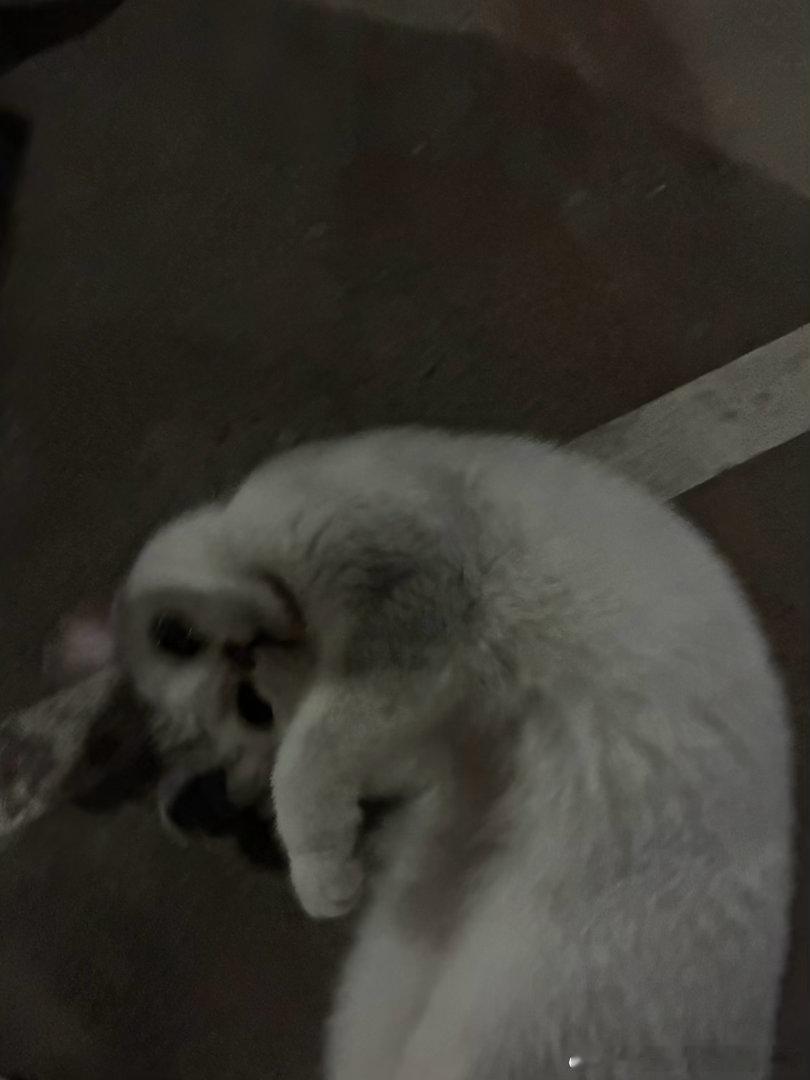 楼下小广场有一只被扔的银渐层，疑似有猫鼻支