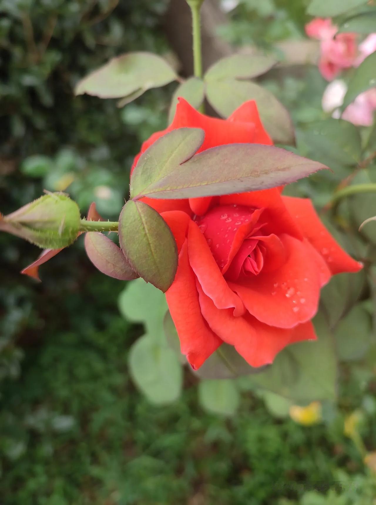 晒晒随手拍的花