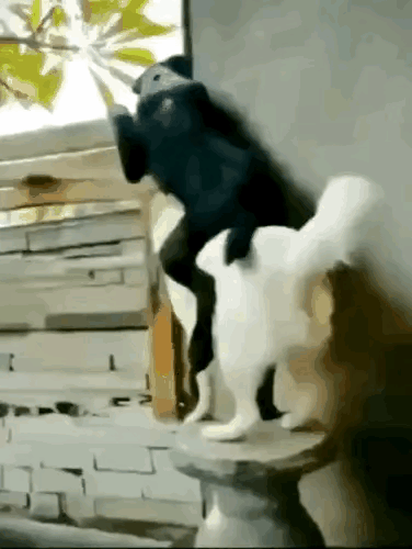 狗子还是挺聪明的。