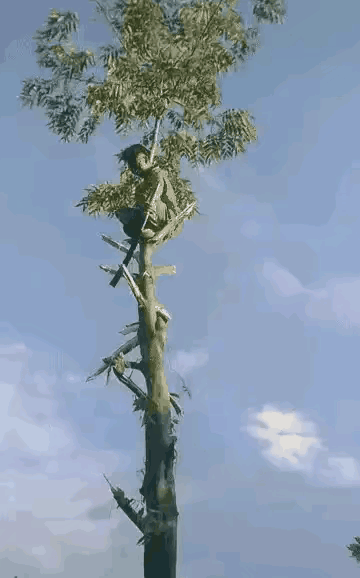 一包烟都抽完了，也没想明白他怎么敢这样砍树呢？
这人真是太狠了，实在不敢想象接下