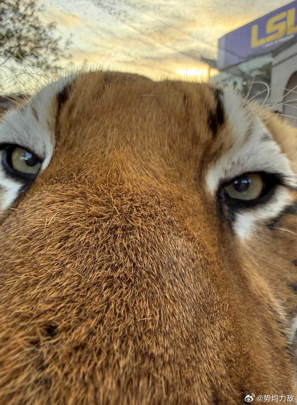 每天与老虎对视三分钟，可以有效改善猥琐懦弱的习惯，老虎的眼睛会让你的雄心越来越强