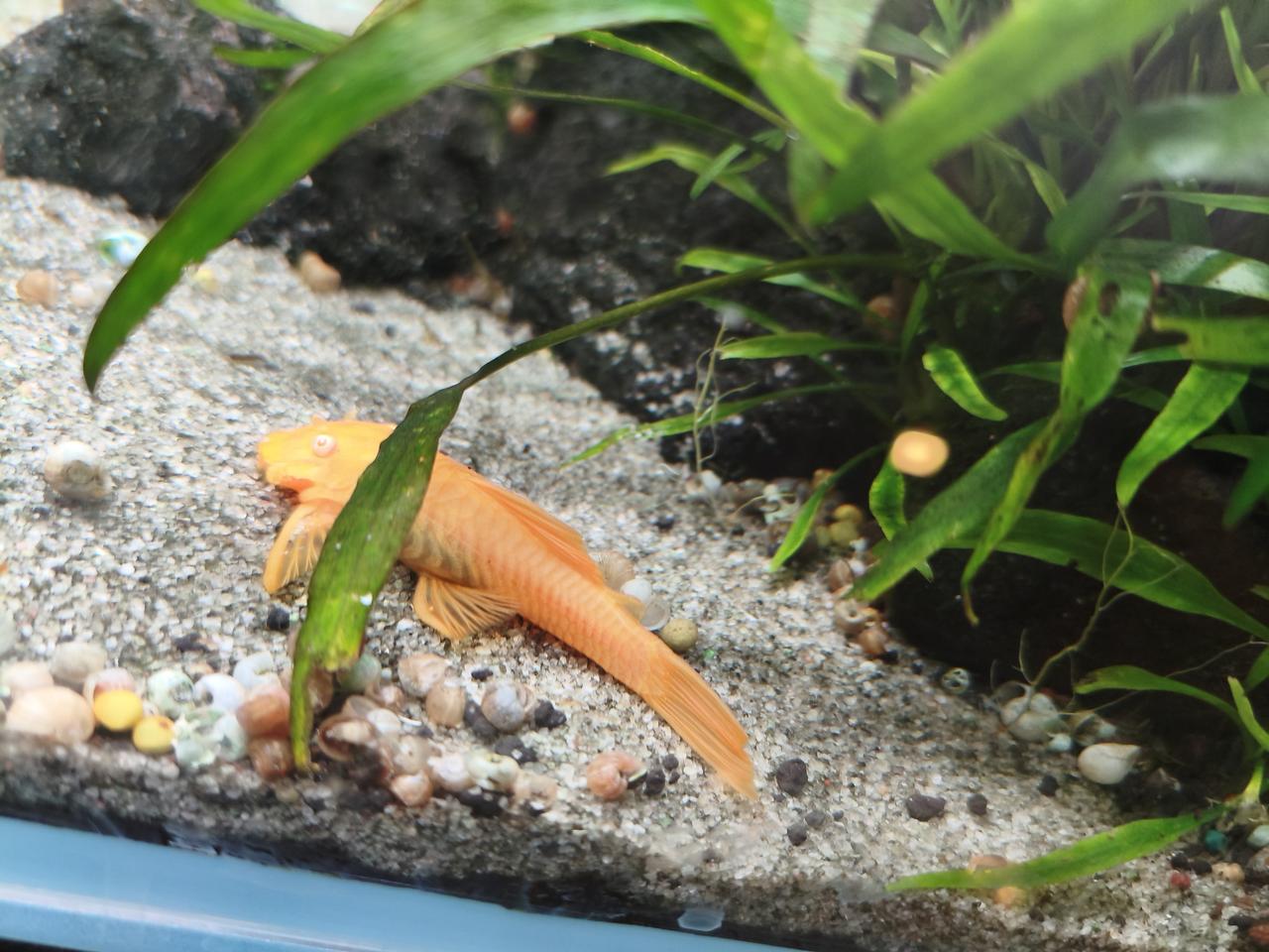 天南地北大拜年