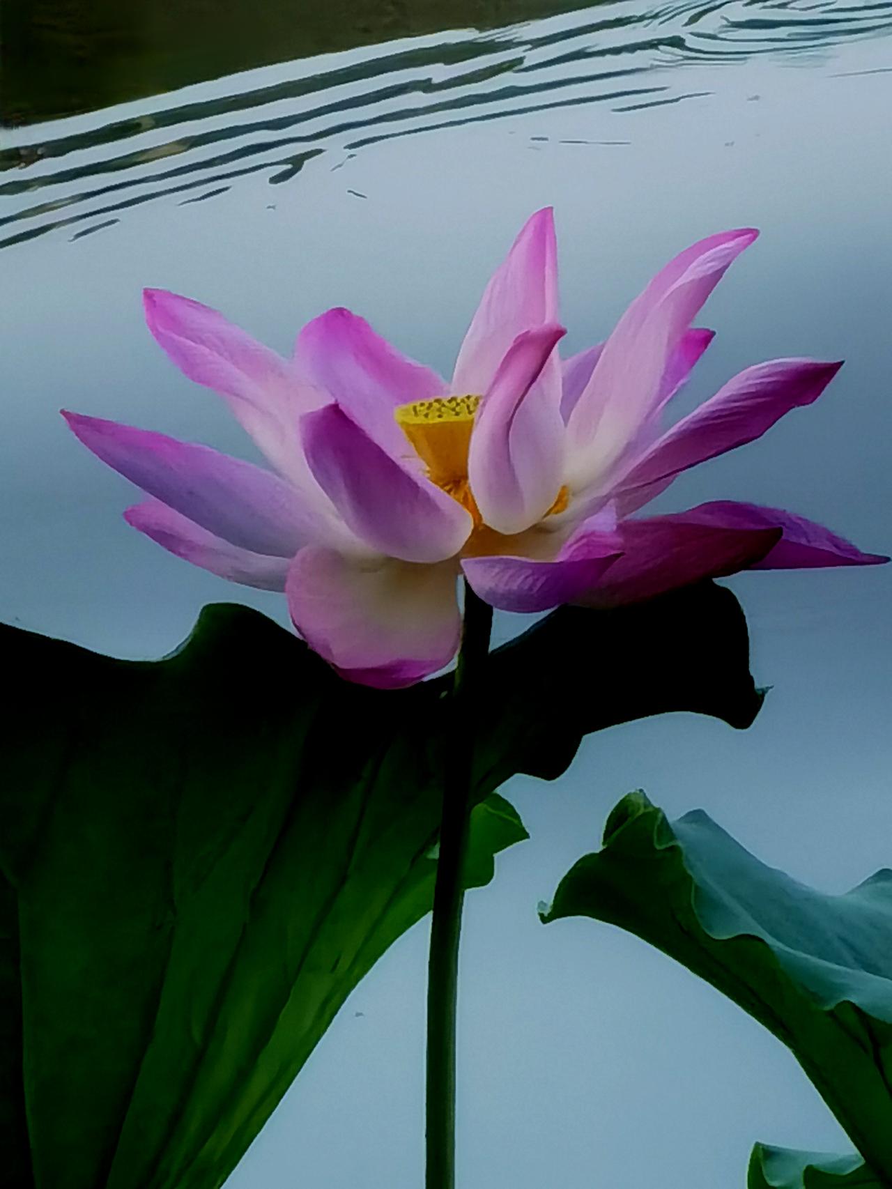 荷花光影