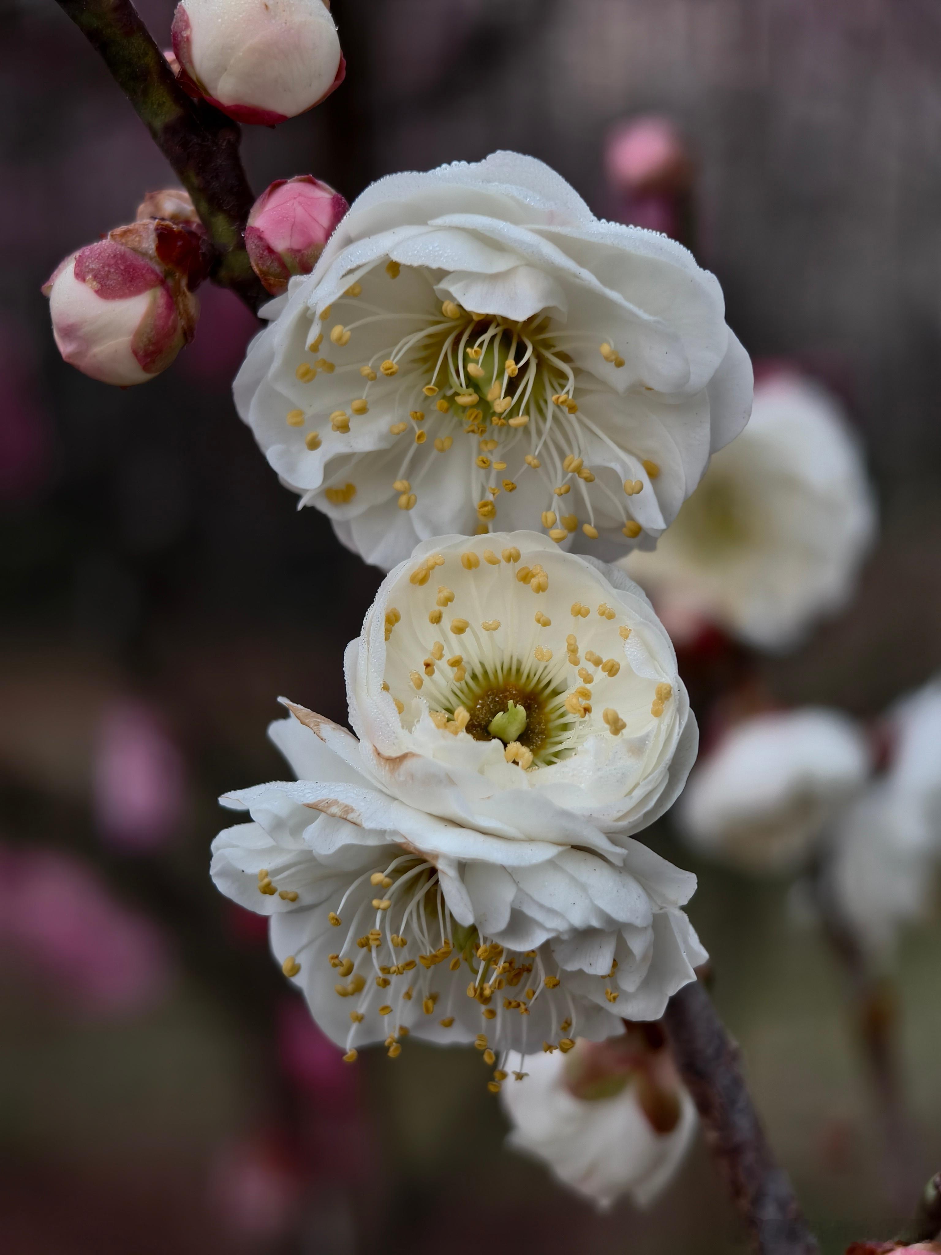 梅破小寒初报信，待君青发问春风。 