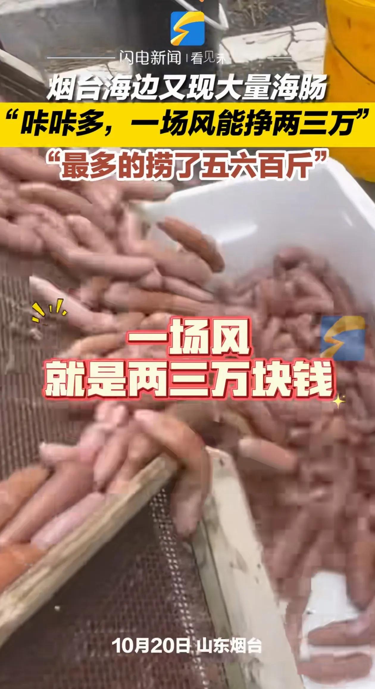 一场大风又给烟台带来了大量的海肠，最近这两年烟台海肠成了网络热点，一次次大风带来
